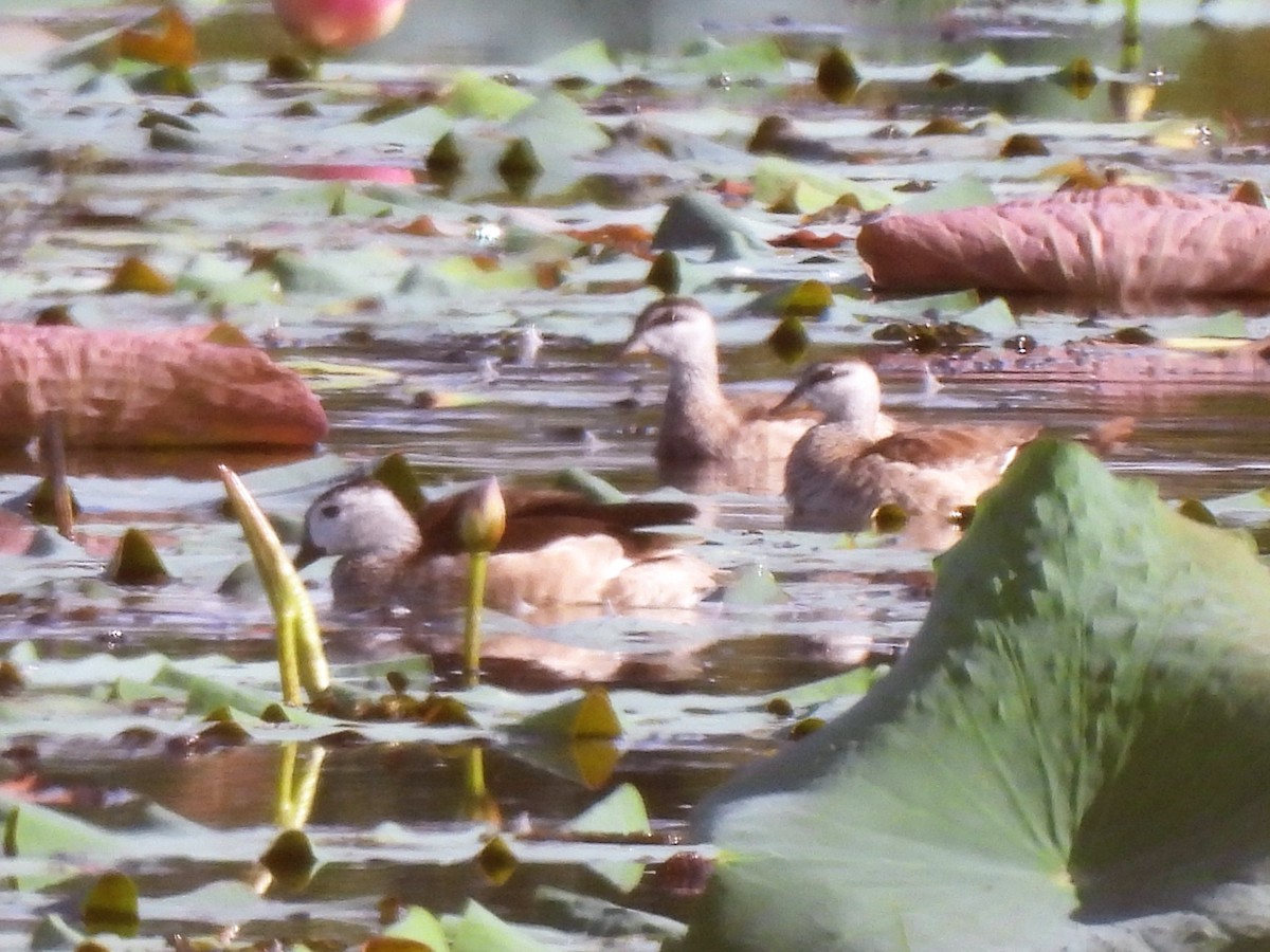 Cotton Pygmy-Goose - ML514865671