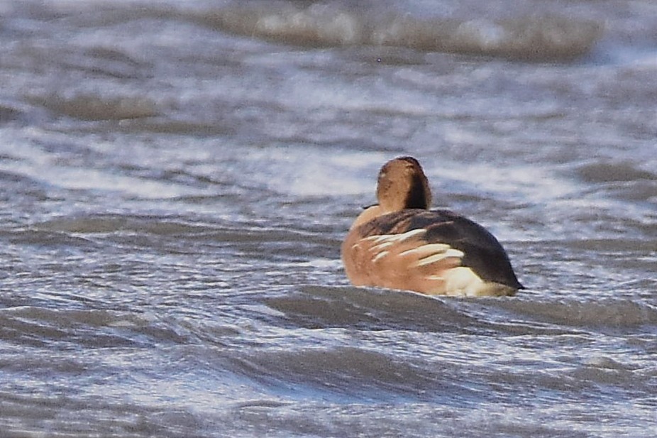 Fulvous Whistling-Duck - ML514865841
