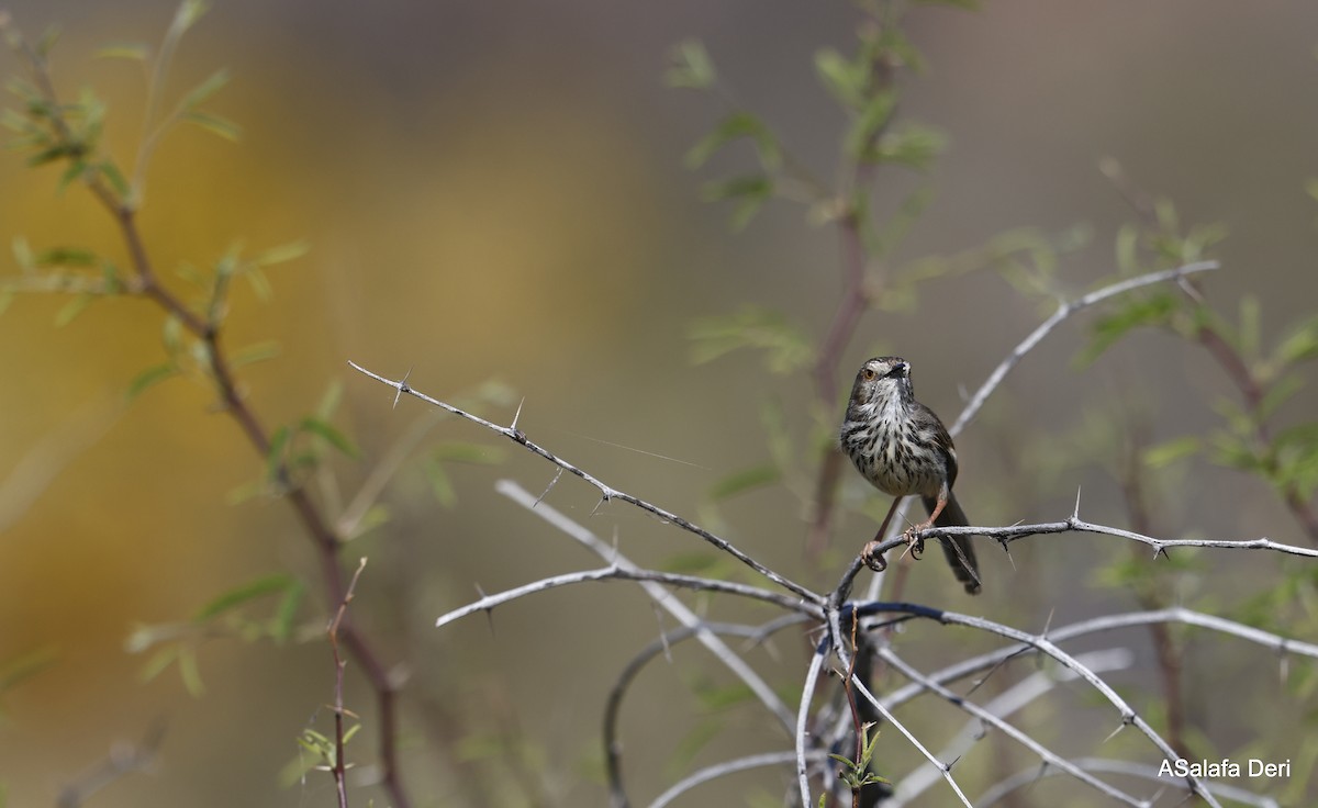 Karoo Prinia - ML514865921