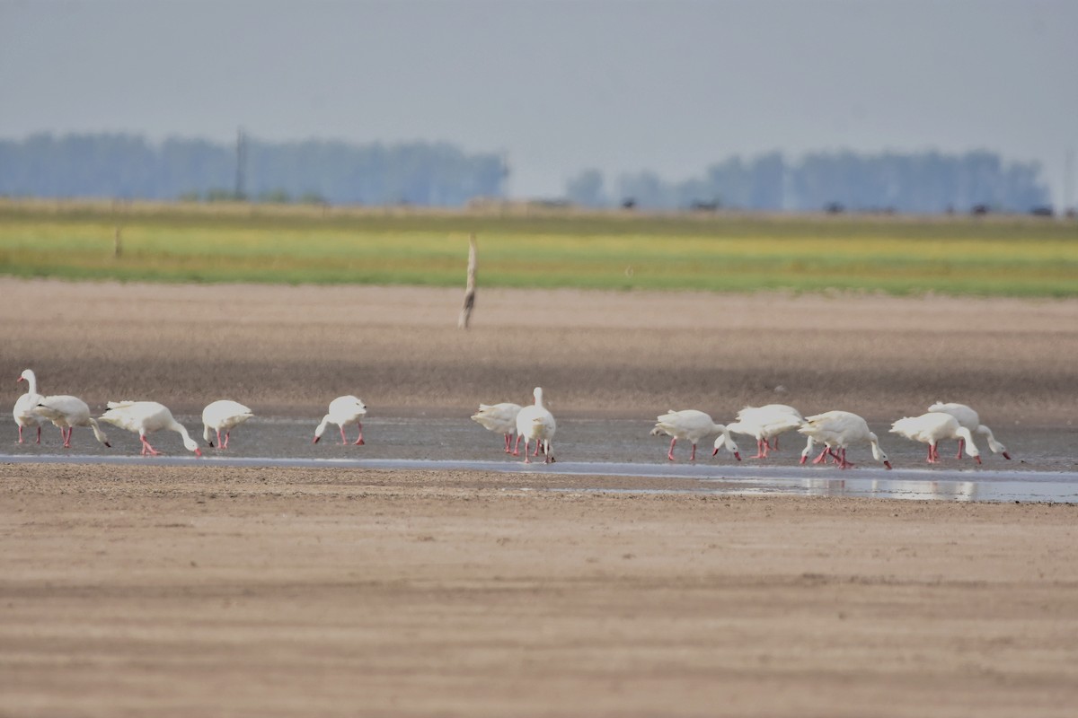 Coscoroba Swan - ML514865941