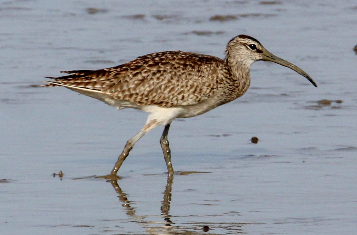 Whimbrel - ML514866231