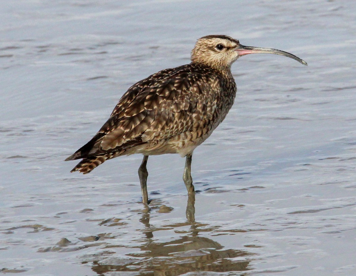 Whimbrel - Jeffrey McCrary