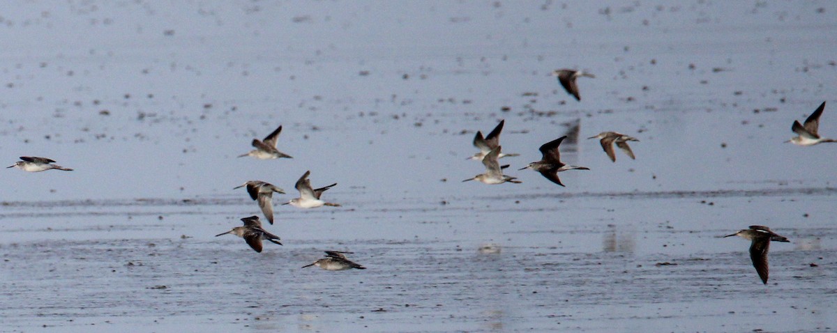 Short-billed Dowitcher - ML514866491