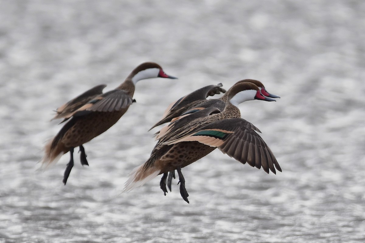 White-cheeked Pintail - ML514867211