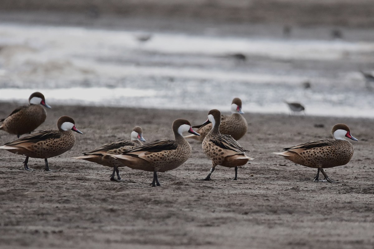 White-cheeked Pintail - ML514867231