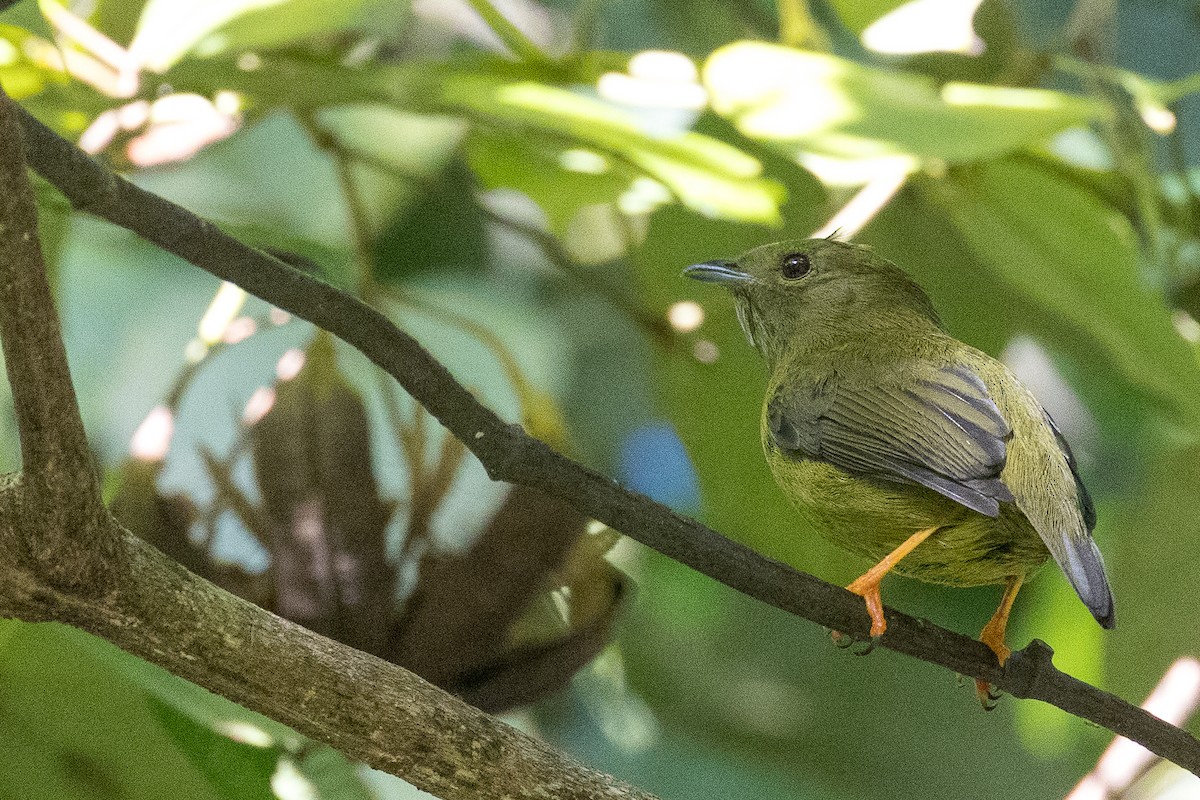 Golden-collared Manakin - ML514867391