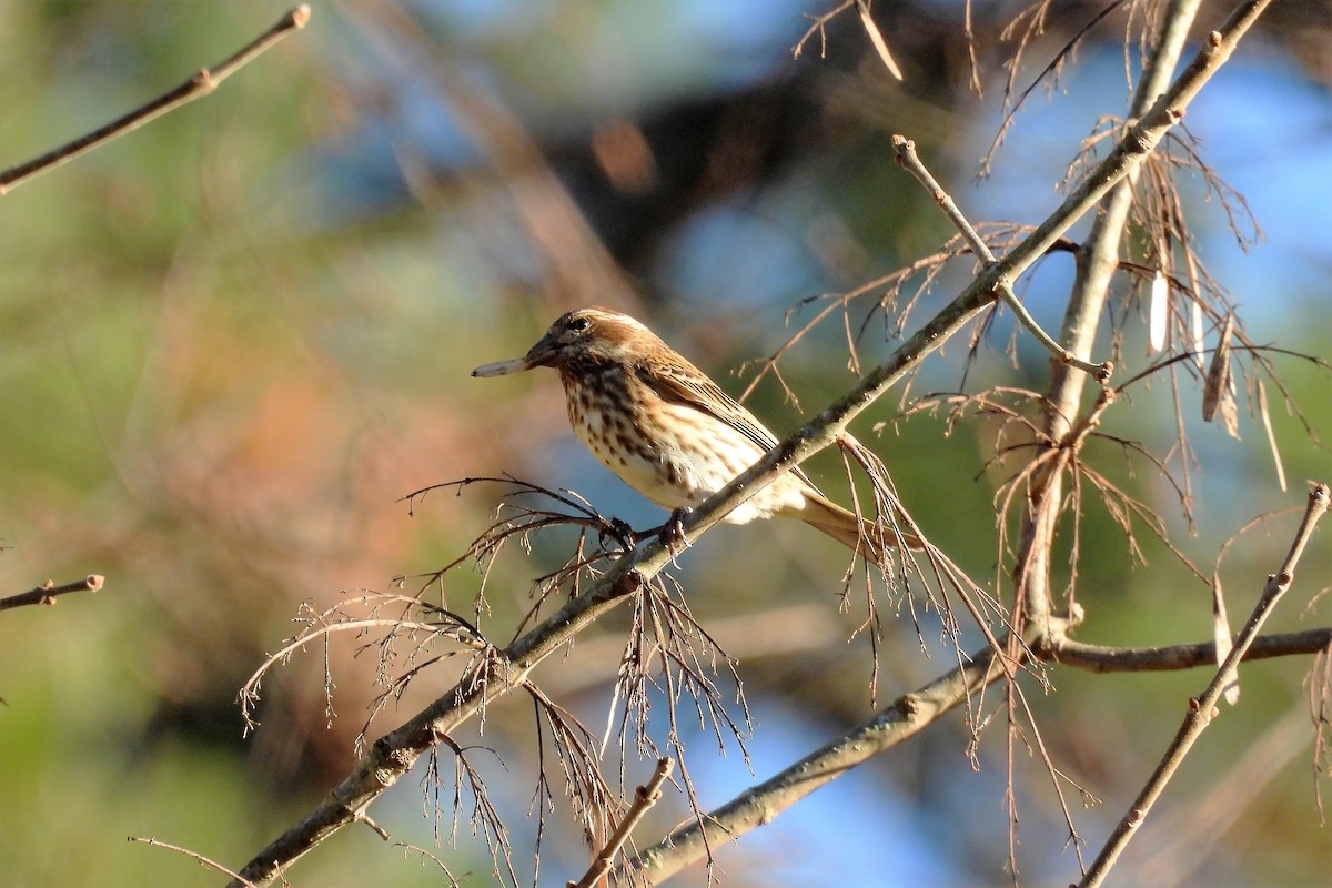 Purple Finch - ML514868001