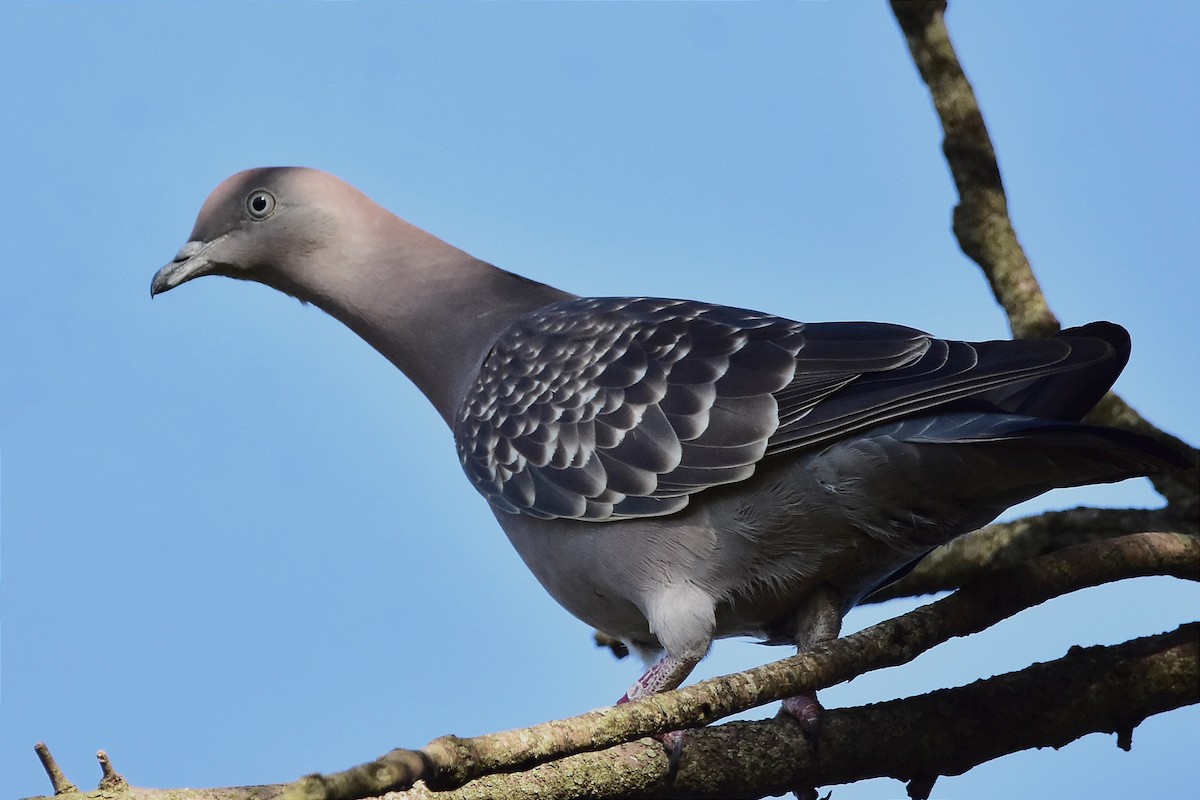 Spot-winged Pigeon - ML514868011