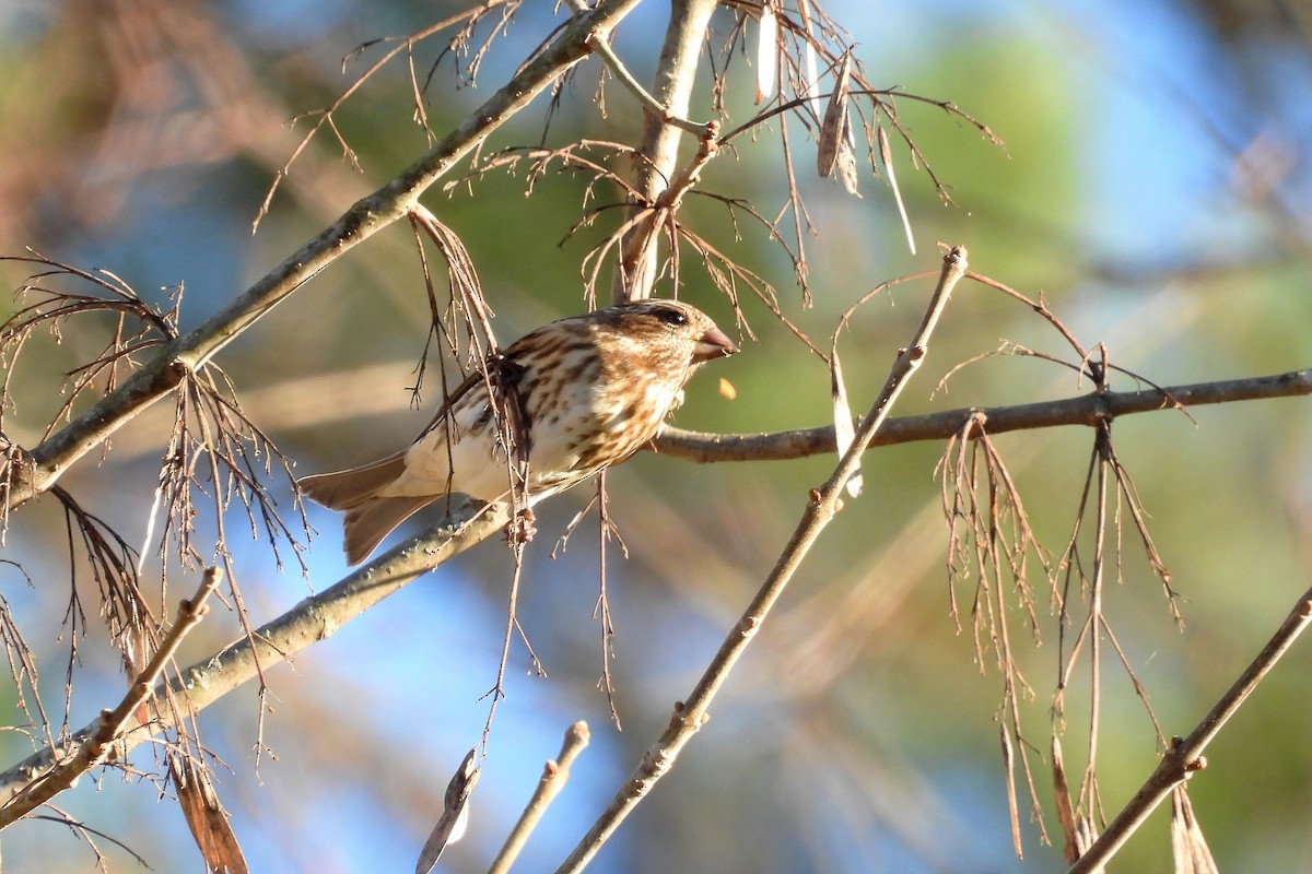 Purple Finch - ML514868041