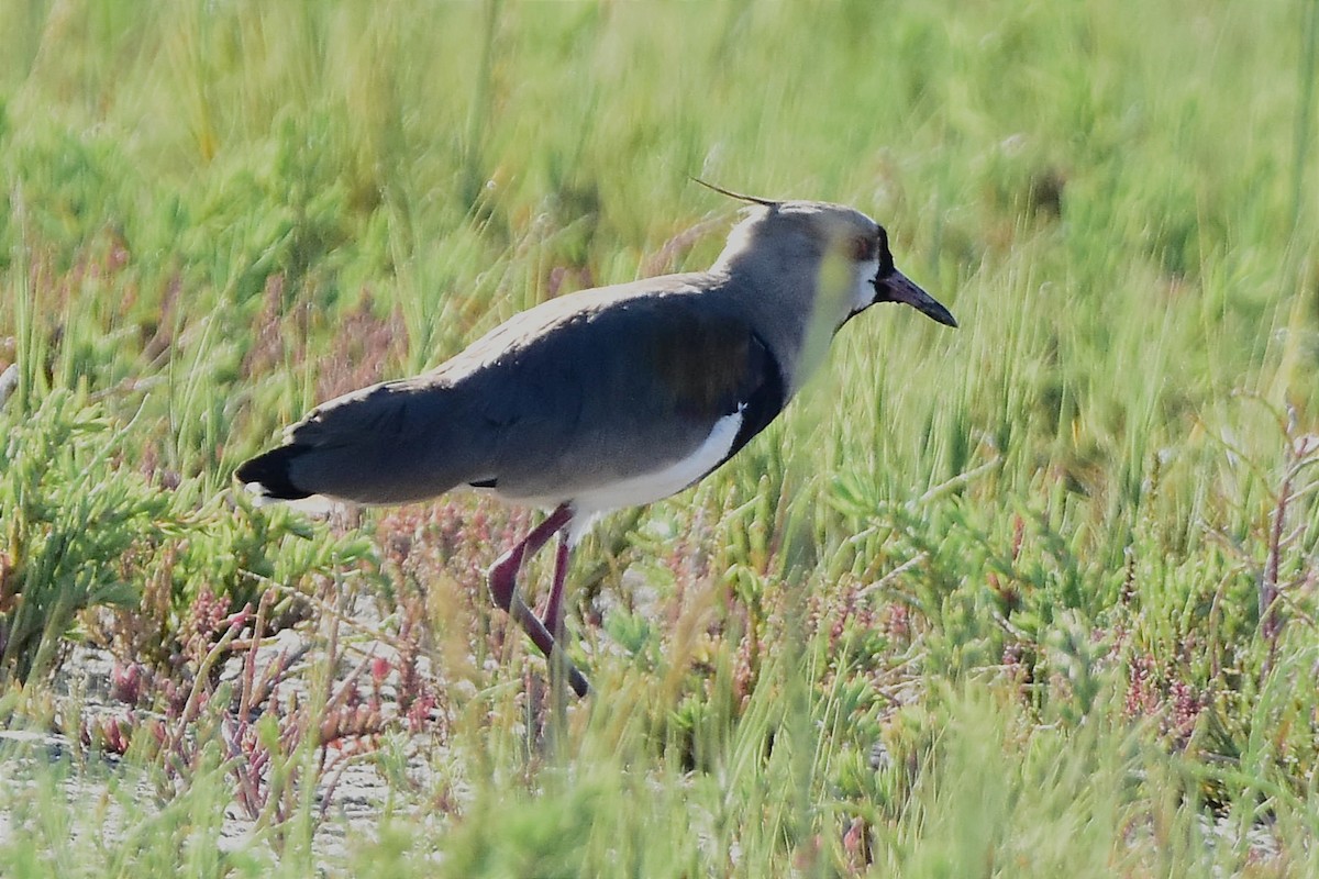 Southern Lapwing - ML514868611