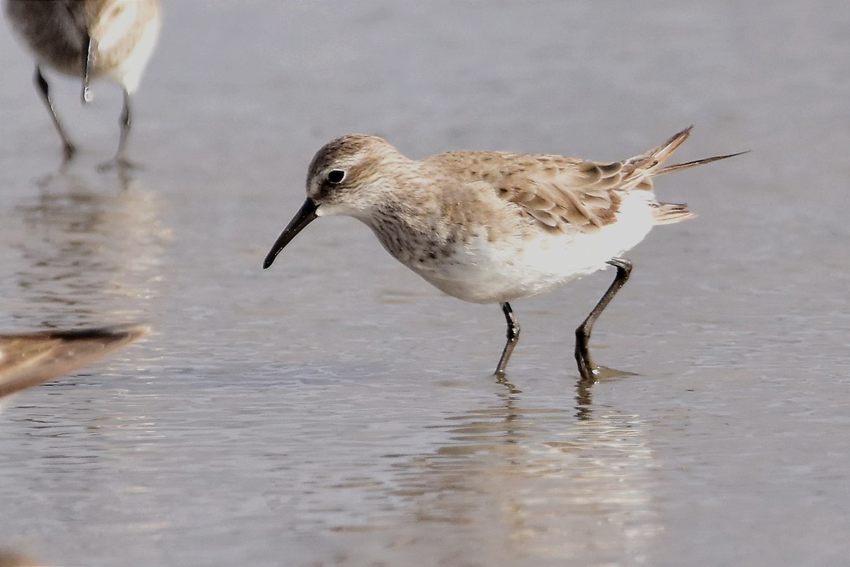 White-rumped Sandpiper - ML514868751