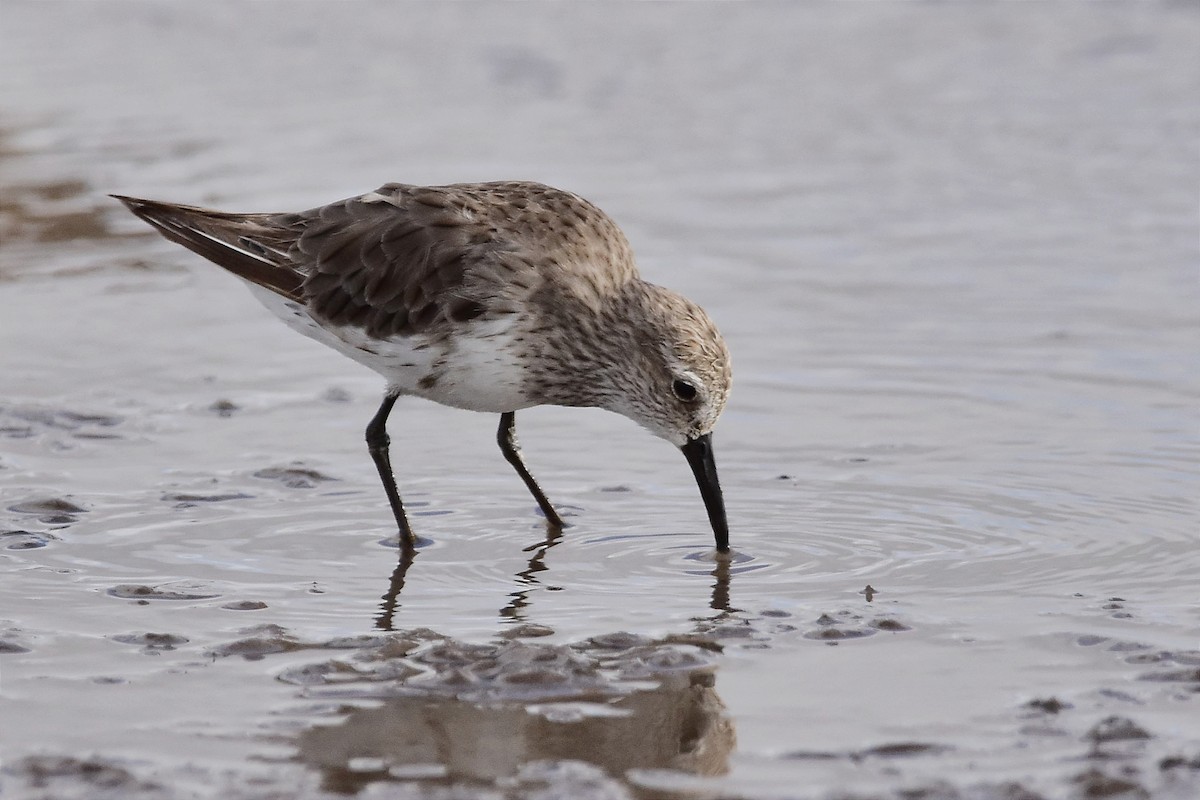 White-rumped Sandpiper - ML514868761