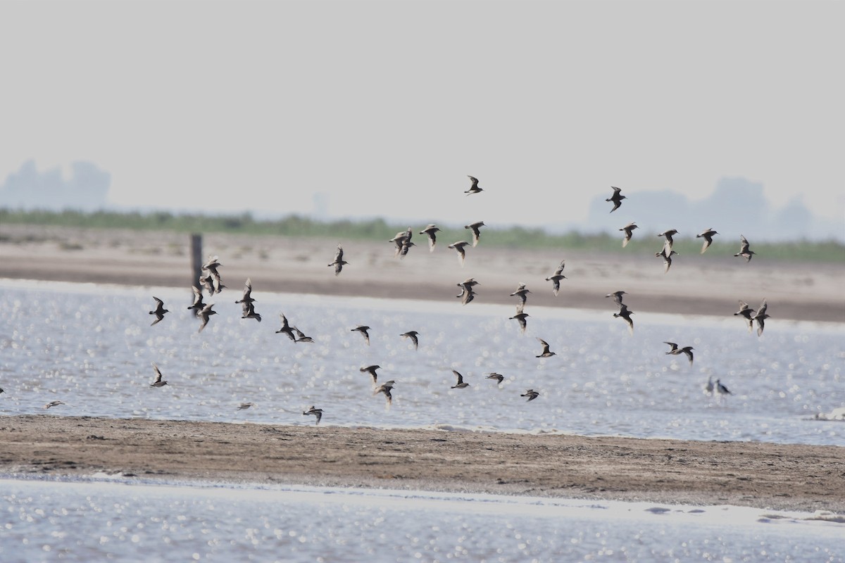 White-rumped Sandpiper - ML514868771