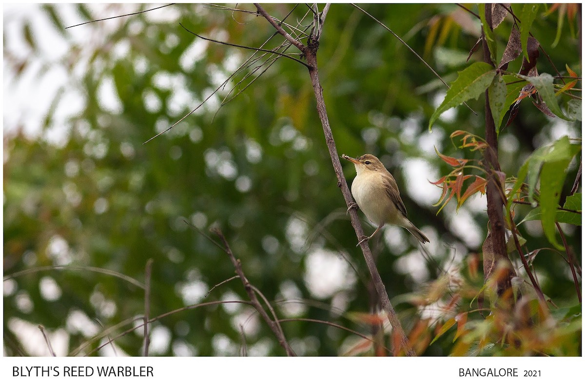 Blyth's Reed Warbler - ML514870241