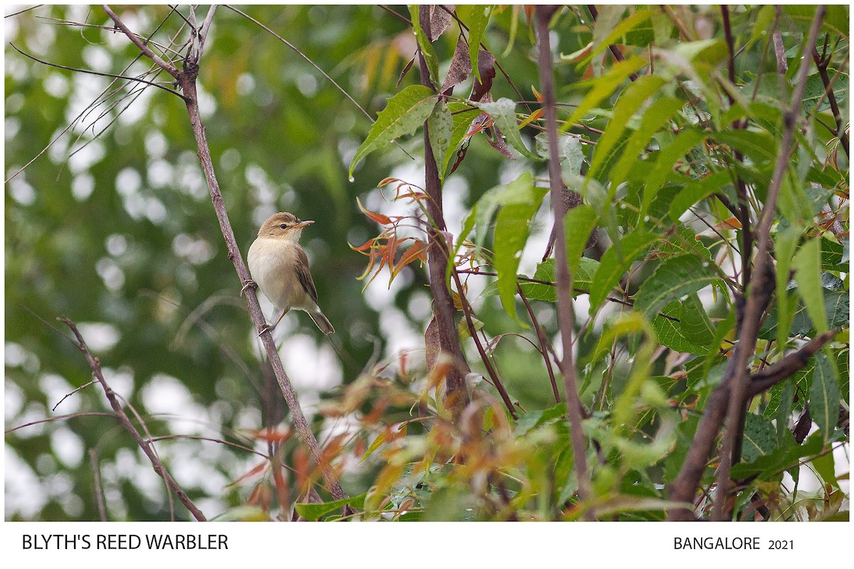 Blyth's Reed Warbler - ML514870251