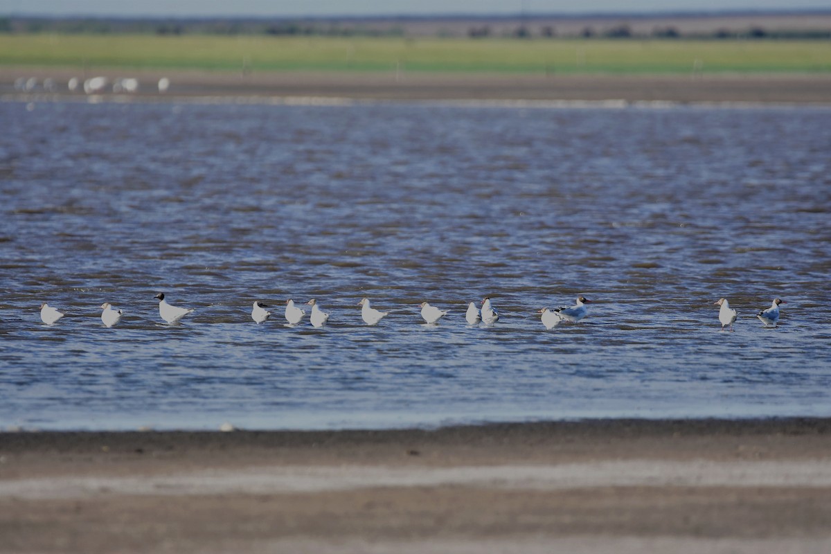 Brown-hooded Gull - ML514871621