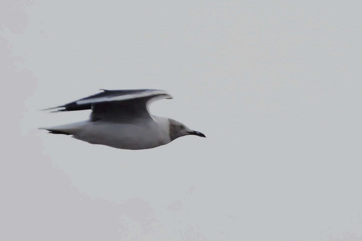 Gray-hooded Gull - ML514871771