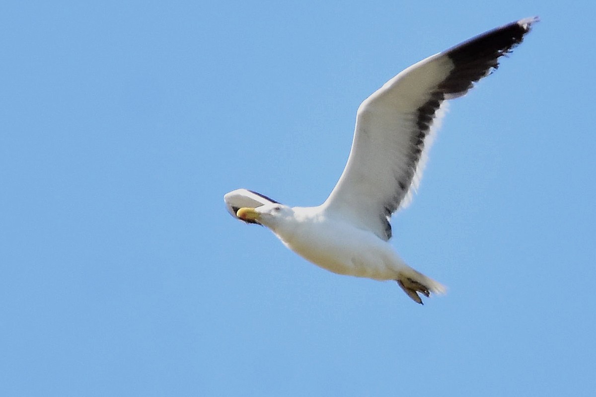 Kelp Gull - ML514871881