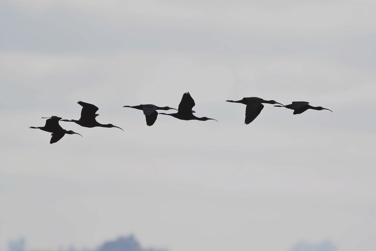 White-faced Ibis - ML514871891