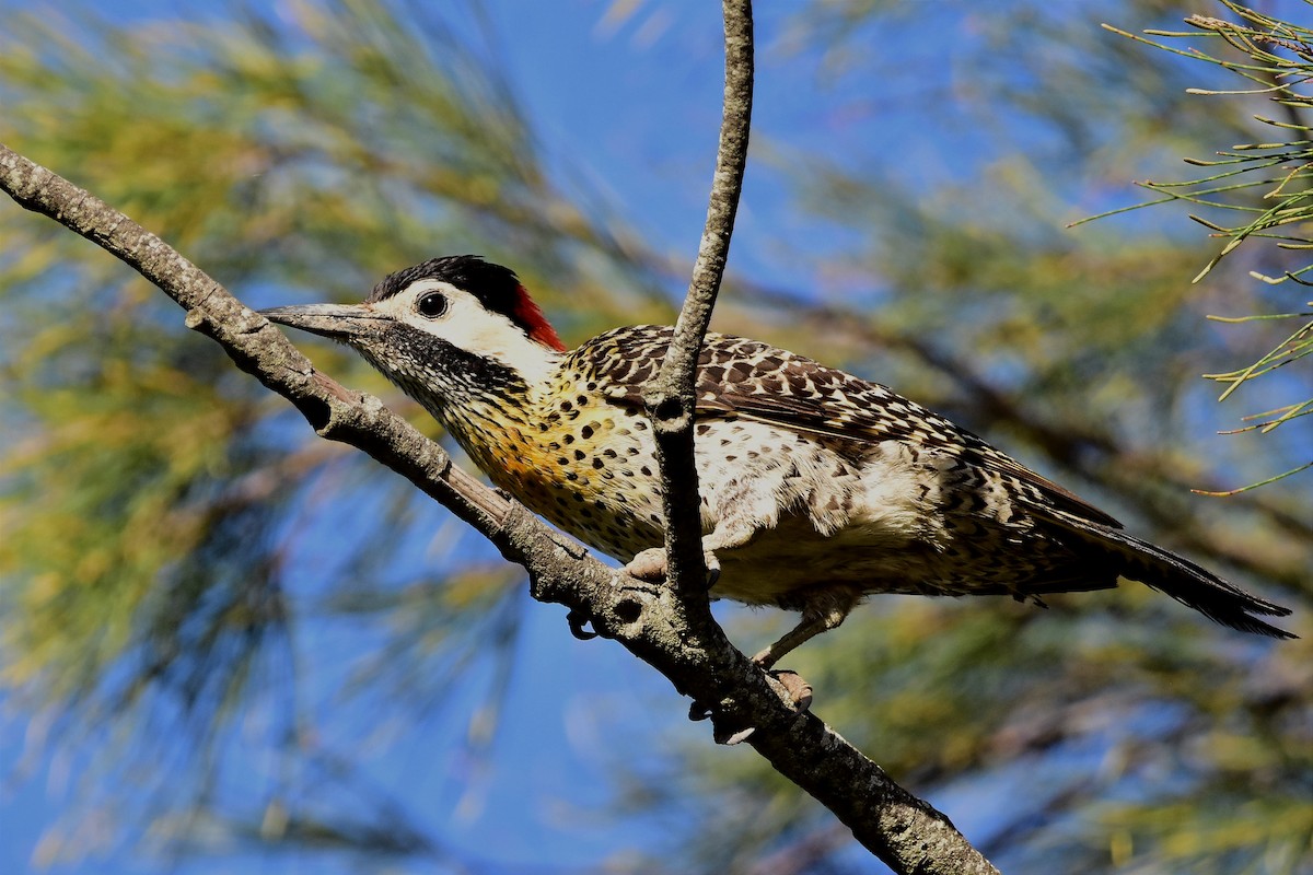 Green-barred Woodpecker - ML514871981