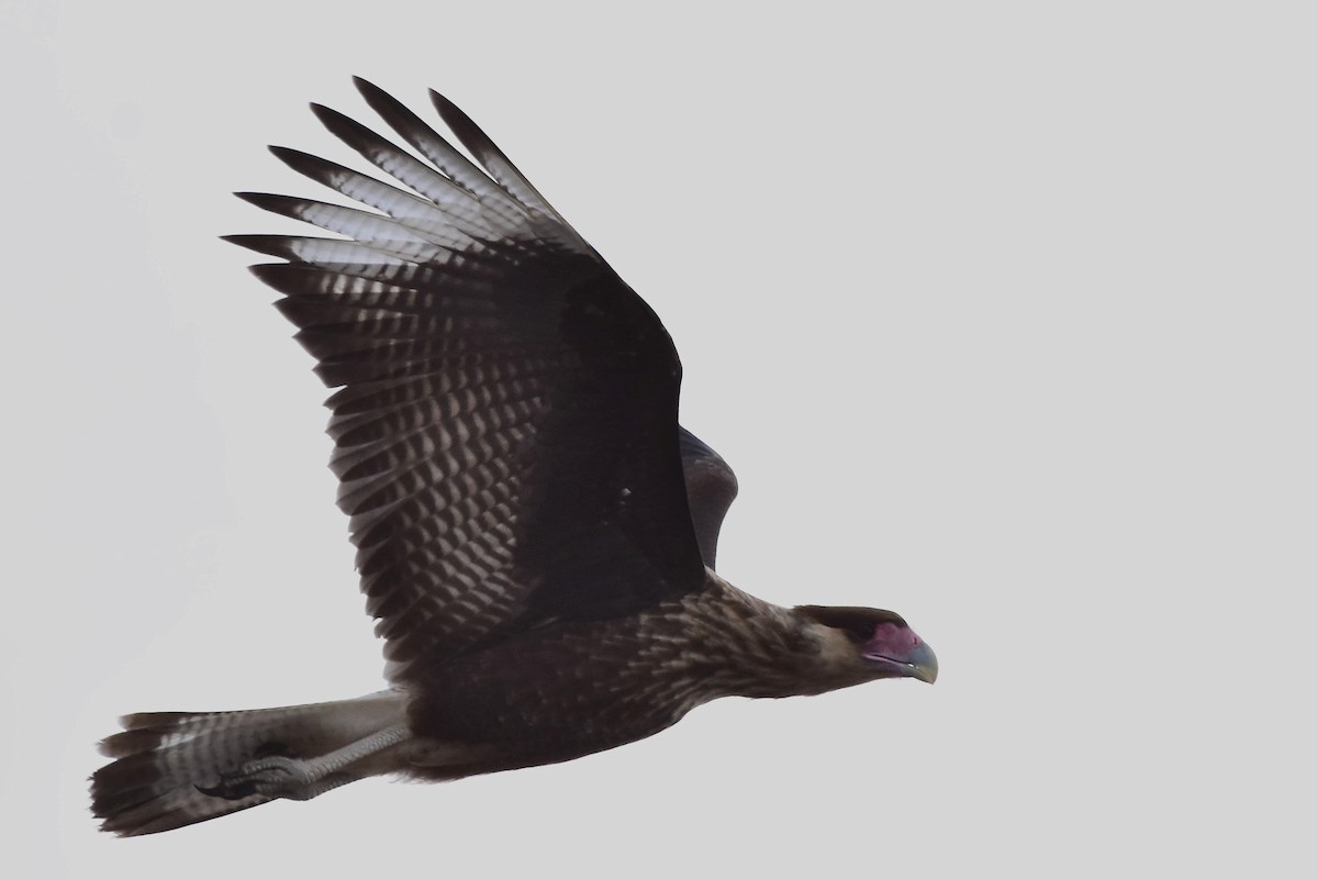 Crested Caracara - ML514872091