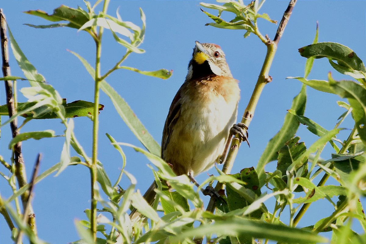 Chotoy Spinetail - ML514872171