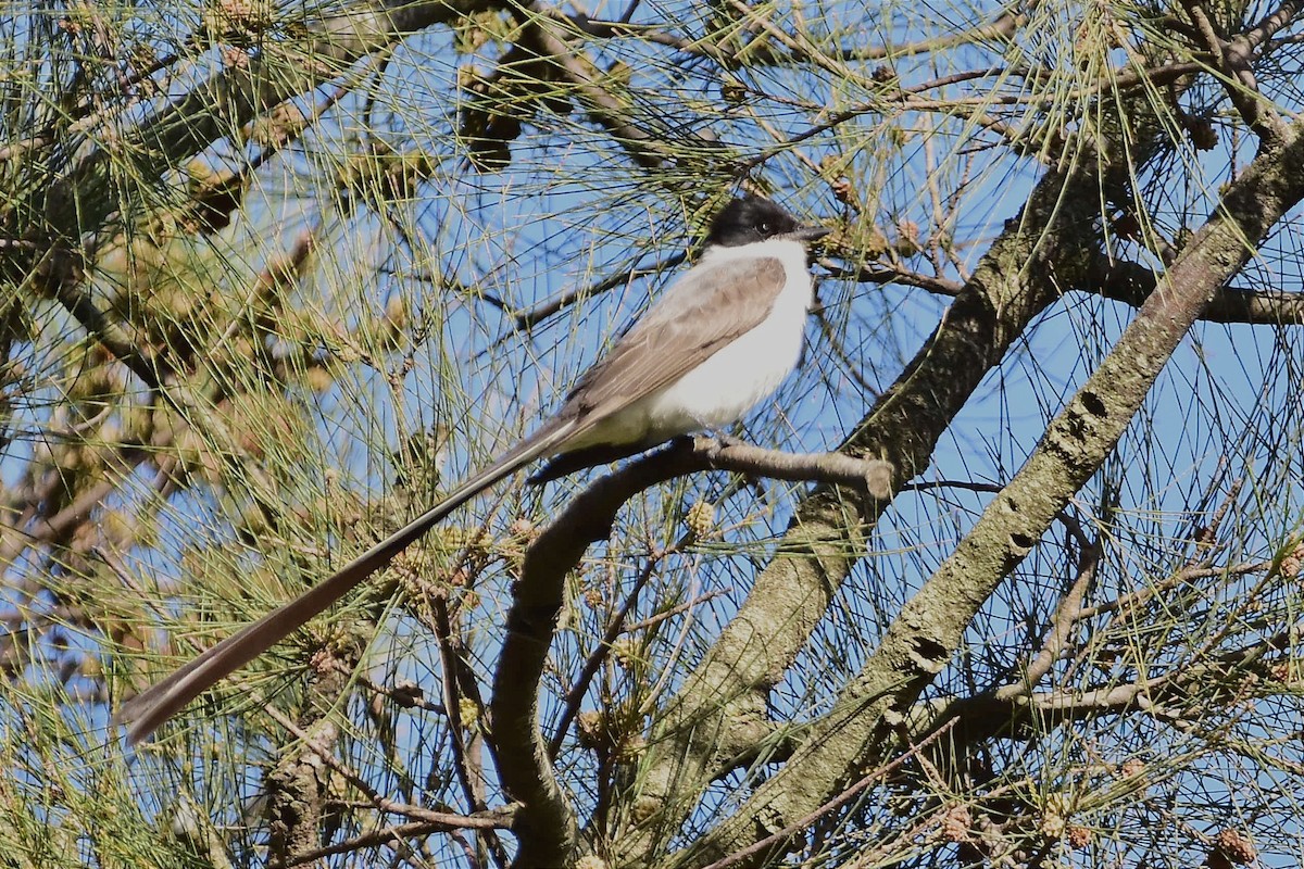 Fork-tailed Flycatcher - ML514872281