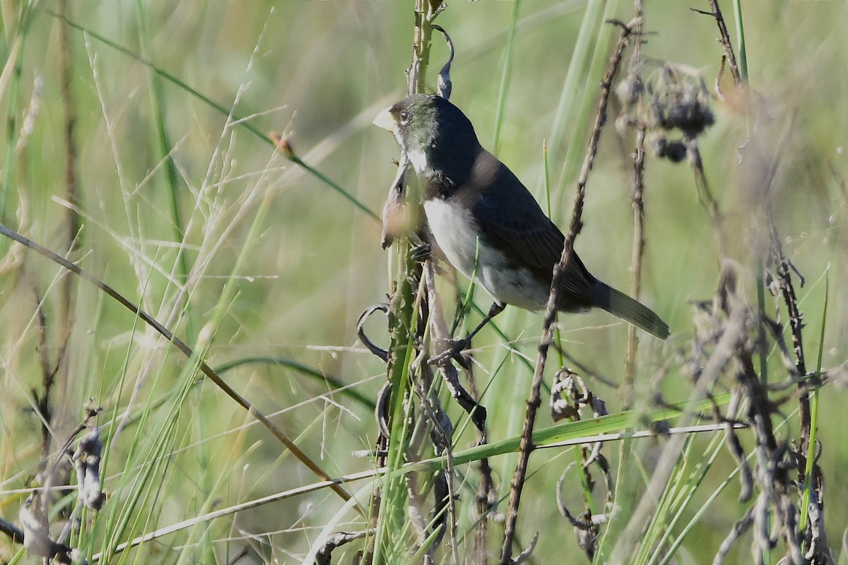 Double-collared Seedeater - ML514872601