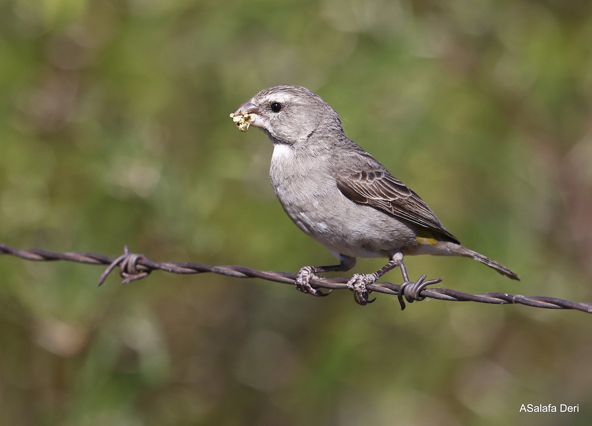 White-throated Canary - ML514873371