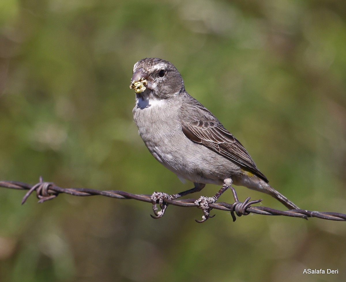 White-throated Canary - ML514873381