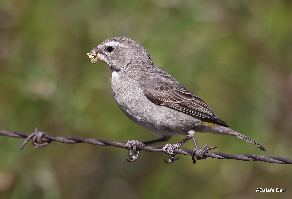 White-throated Canary - ML514873391