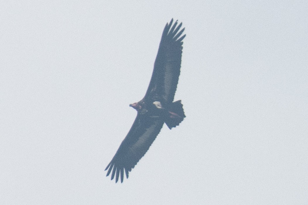 Red-headed Vulture - Kalpesh Krishna