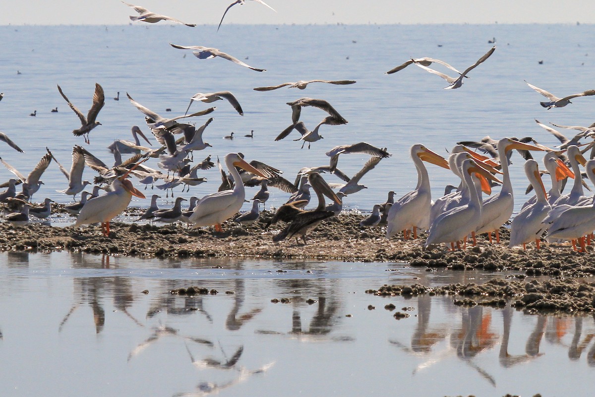 American White Pelican - Tommy Pedersen