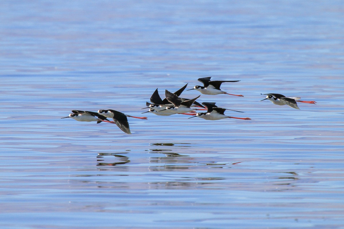 Black-necked Stilt (Black-necked) - ML514873761