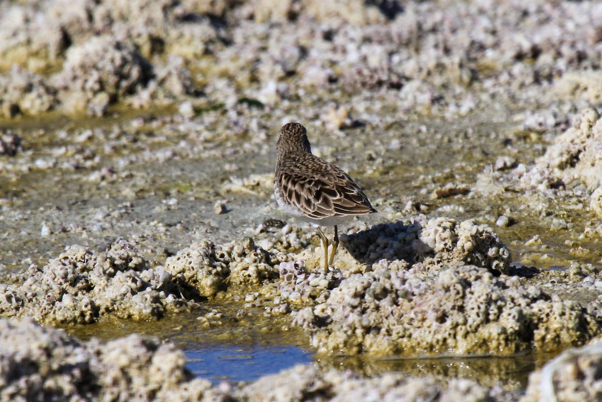 Least Sandpiper - Tommy Pedersen