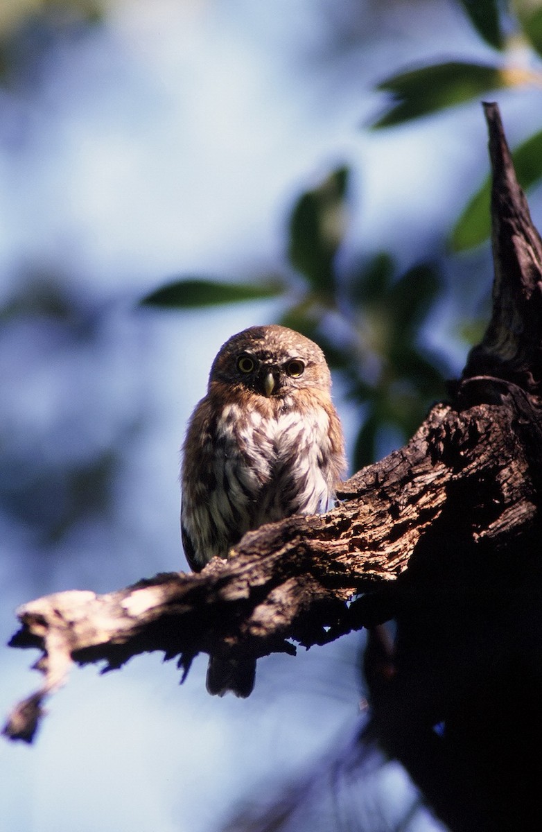 Northern Pygmy-Owl - Michael Preston