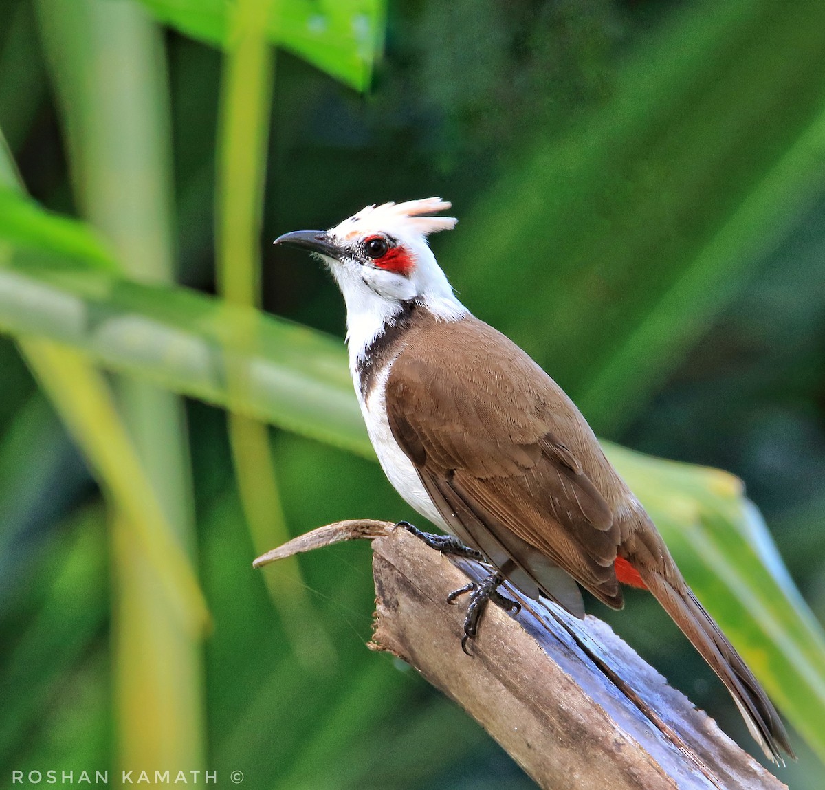 Red-whiskered Bulbul - ML514875471