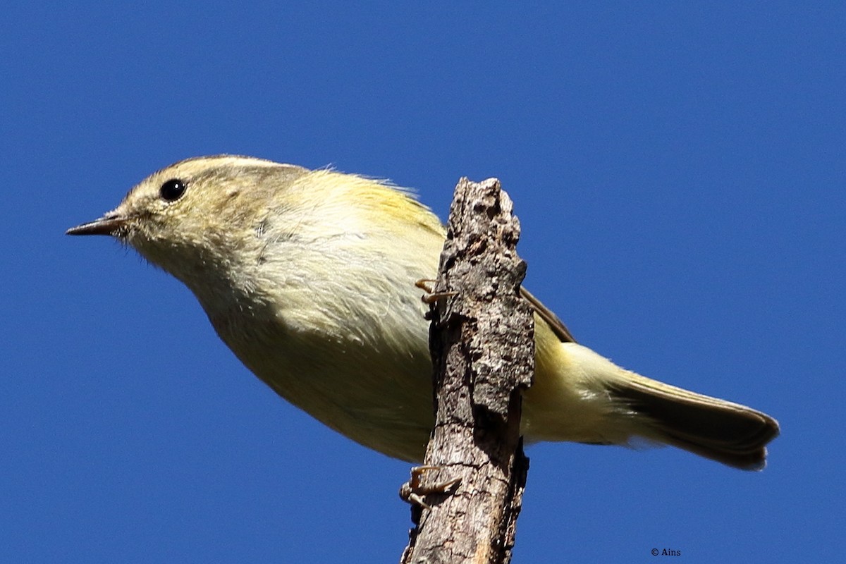 Hume's Warbler - ML514876751
