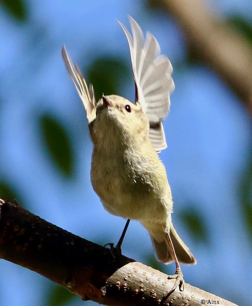 Hume's Warbler - ML514876761