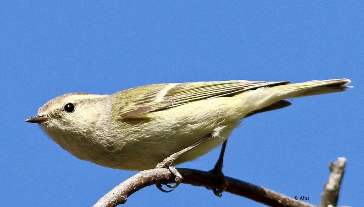 Hume's Warbler - ML514876771