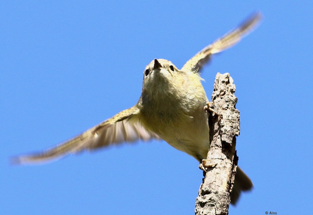 Hume's Warbler - ML514876791