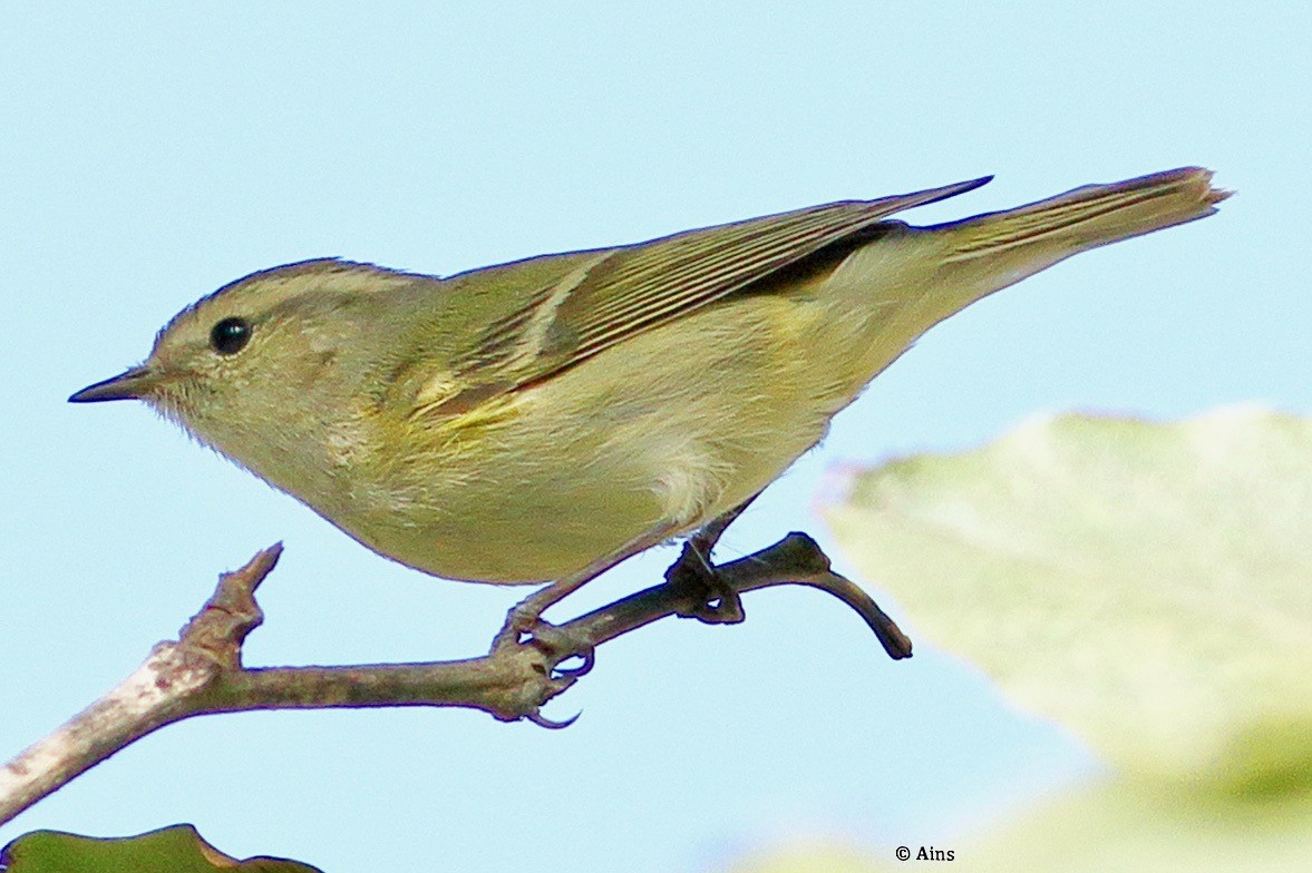Hume's Warbler - ML514876801
