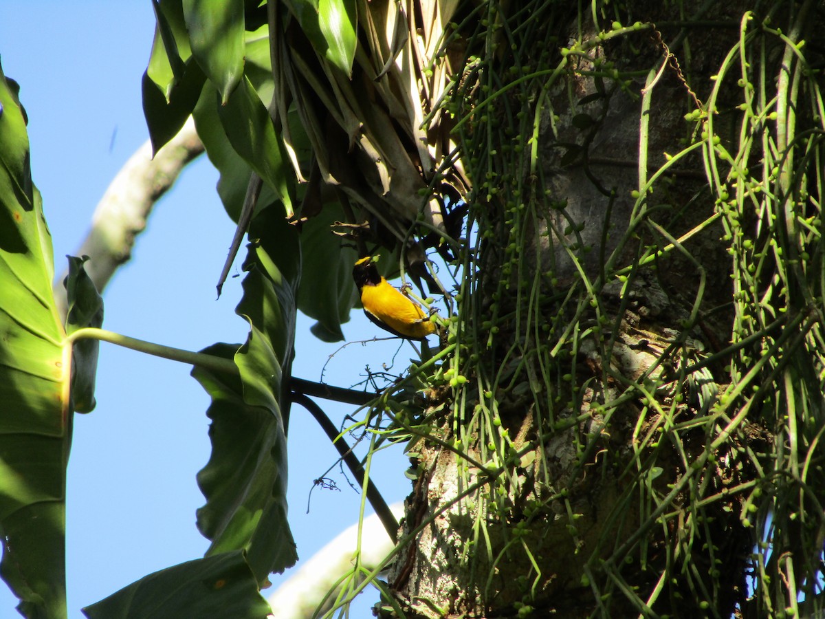 Purple-throated Euphonia - ML514877011