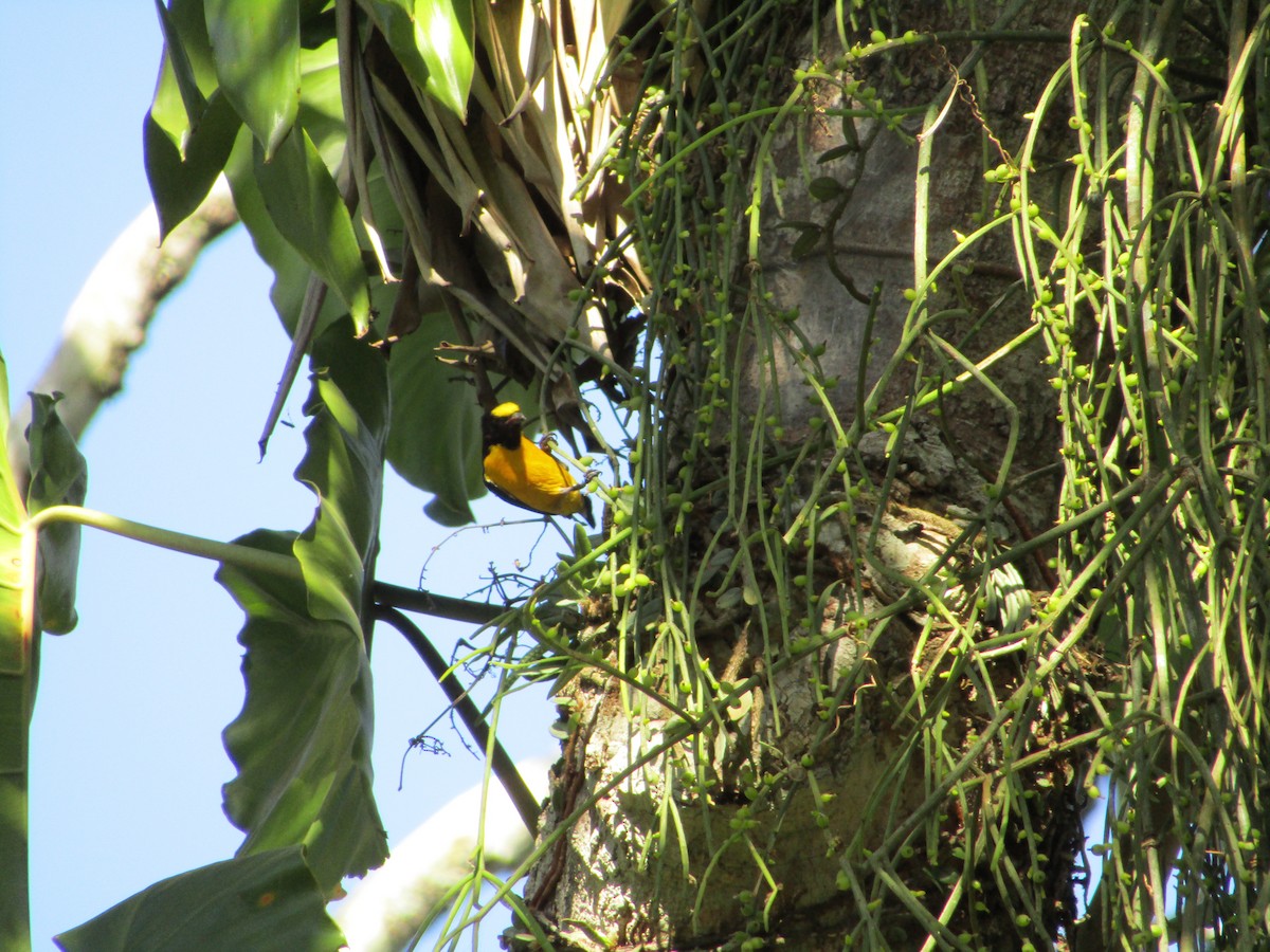 Purple-throated Euphonia - ML514877021