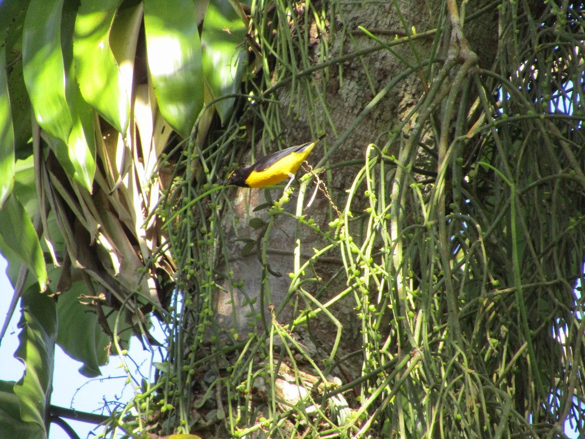 Purple-throated Euphonia - ML514877031