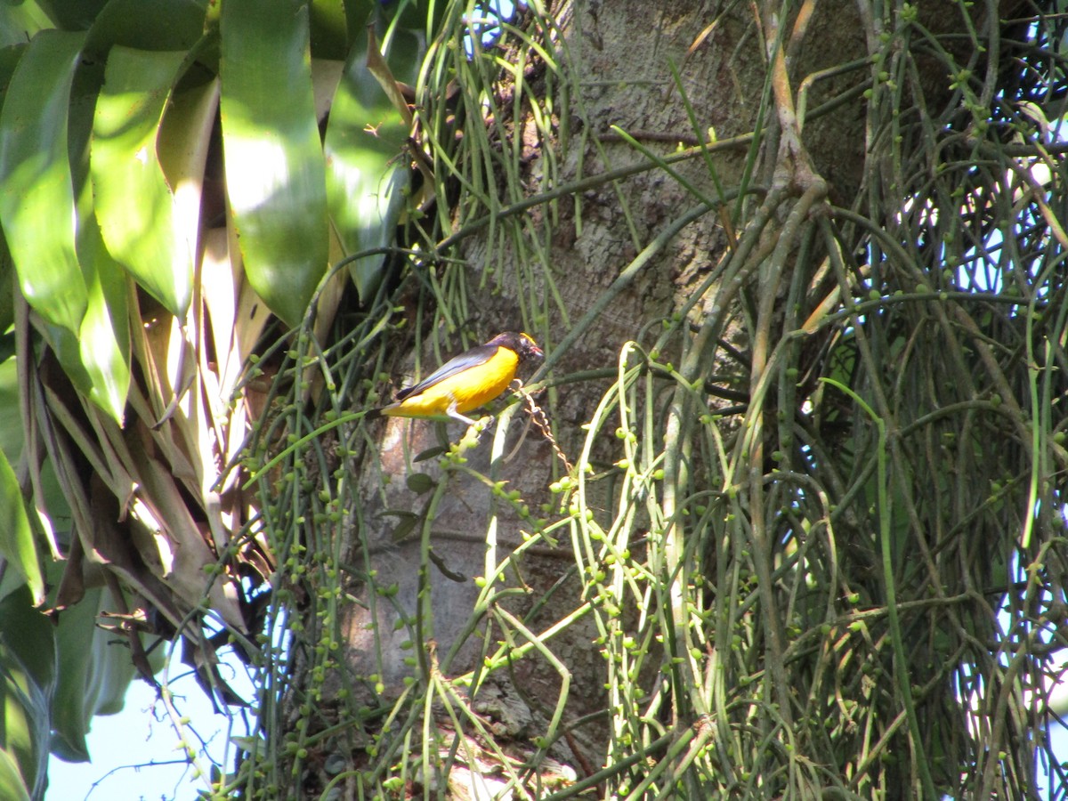 Purple-throated Euphonia - ML514877051