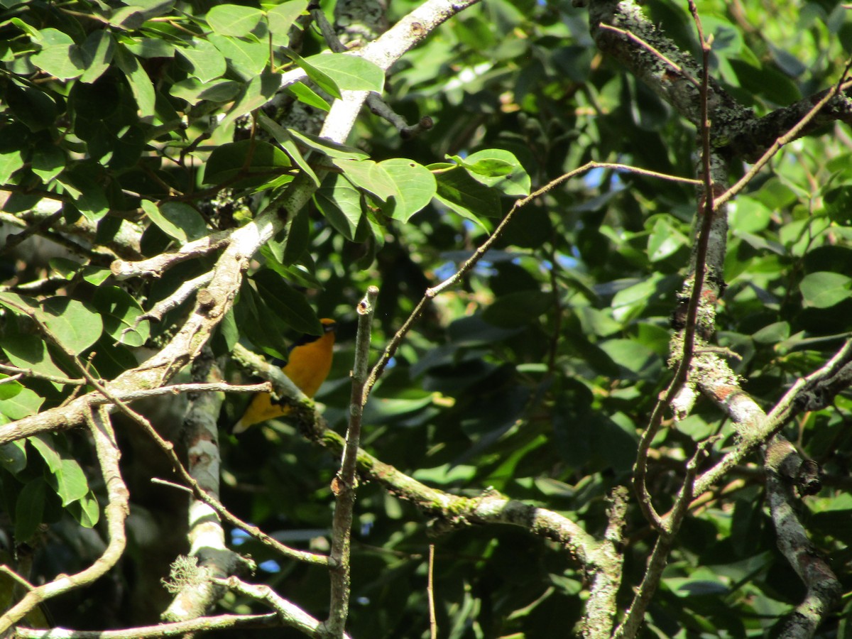 Violaceous Euphonia - ML514877101