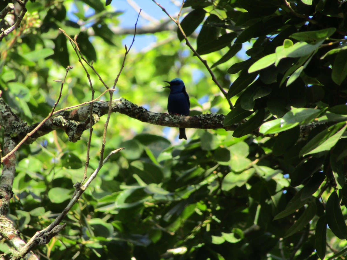 Red-legged Honeycreeper - ML514877231