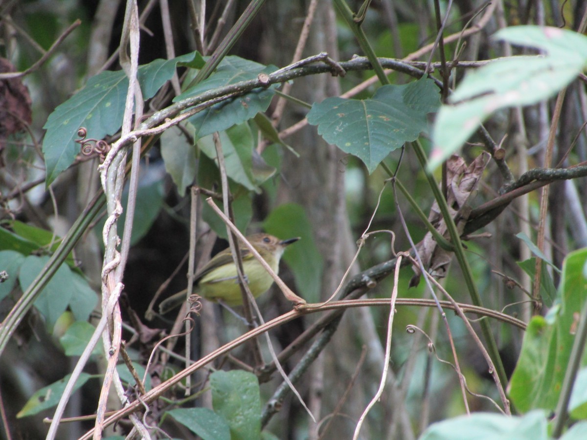 Smoky-fronted Tody-Flycatcher - ML514877501