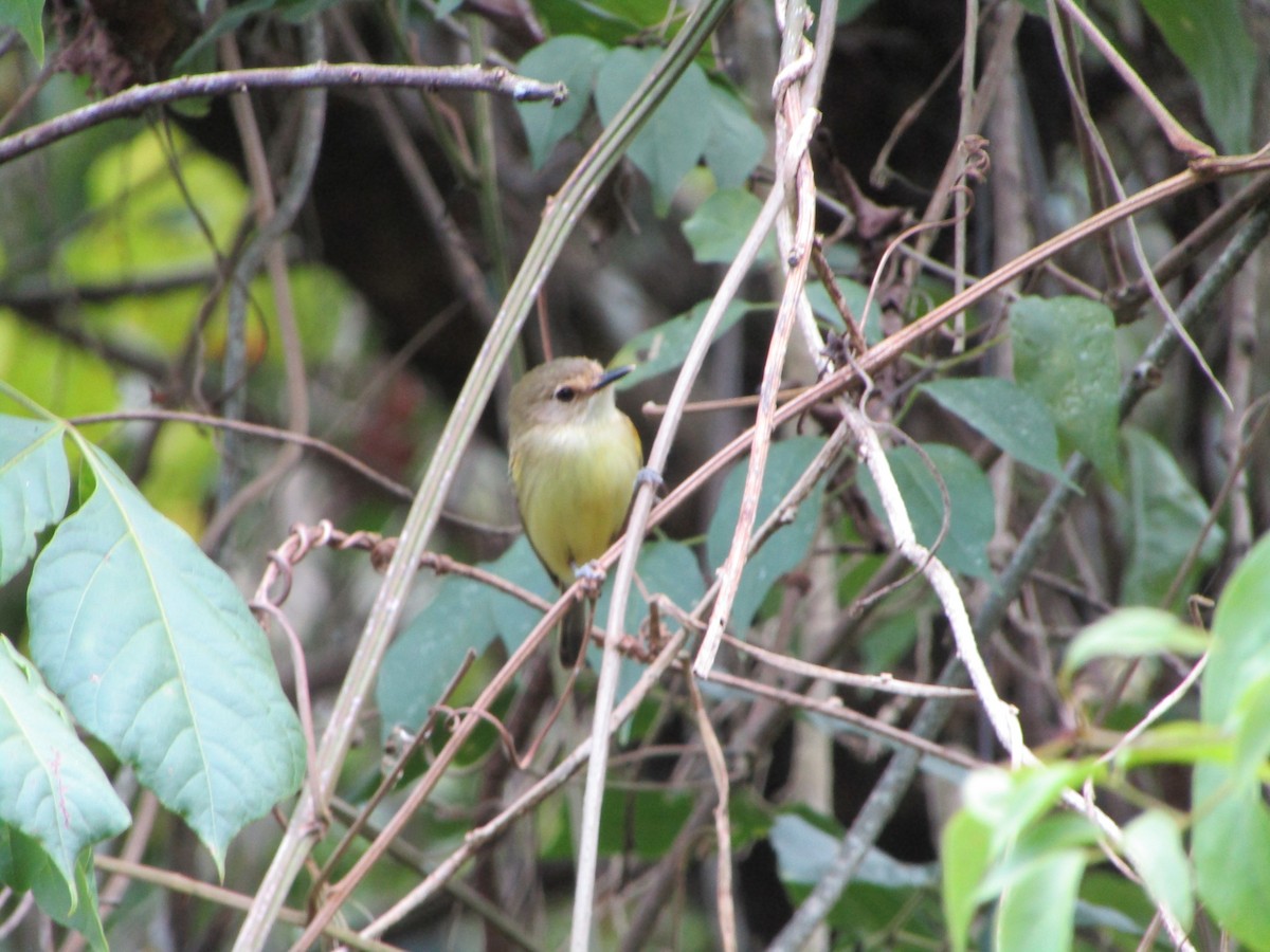 Smoky-fronted Tody-Flycatcher - ML514877531